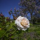 Una rosa de Bulgaria es fotografiada en el Jardín del Perfumero del Castillo de Versalles, el jueves 25 de mayo de 2023, al oeste de París. (AP Foto/Michel Euler)