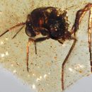 En esta imagen difundida por investigadores en septiembre de 2025 se puede ver una mosca Diptera Nematocera fly, de la familia Chironomidae, atrapada en una muestra de ámbar del periodo cretácico descubierta en Ecuador. (Mónica Solórzano-Kraemer vía AP)