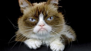 fallece ?grumpy cat?, gata que causo sensacion en las redes