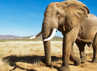 un turista saudi murio tras ser embestido por un elefante durante un safari en uganda