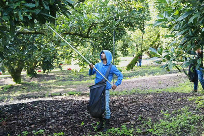 Un cortador recoge aguacates en una plantación en Santa Ana Zirosto, en el estado de Michoacán, México, el viernes 14 de agosto de 2026. (AP Foto/Armando Solis)