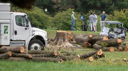 Árboles recién talados en el campo de golf East Potomac Golf Links, en Washington, el 10 de octubre del 2026. (AP foto/Nathan Howard)