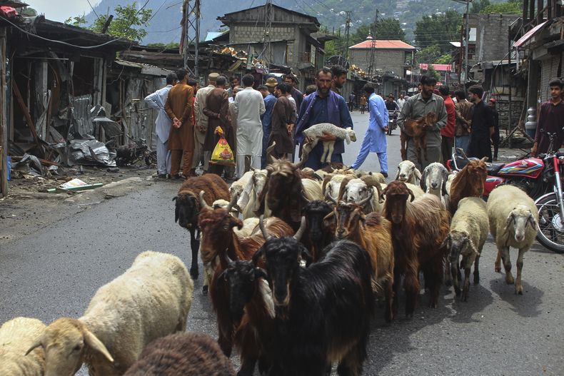 Un nómada con su ganado se mueve por un bazar, un día después de que se anunció un alto el fuego entre India y Pakistán, cerca de Jura, en la Línea de Control, en la Cachemira administrada por Pakistán, el domingo 11 de mayo de 2025. (AP Foto/Ishfaq Hussain)