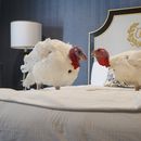 Trump bromea sobre juicio político mientras perdona a pavo