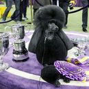 ARCHIVO — Siba, un caniche estándar, posa para fotografías después de ganar el premio Best in Show en la 144a exhibición canina del Westminster Kennel Club, el martes 11 de febrero de 2020, en Nueva York. (Foto AP/John Minchillo, archivo)