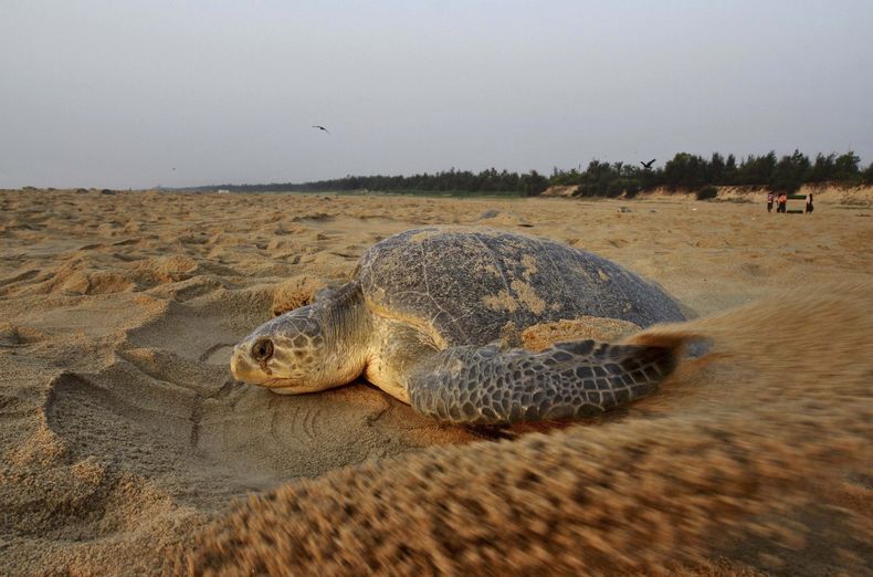ARCHIVO - Una tortuga golfina arrastra arena para cubrir su nido en Ganjam, en el sur de Bhubaneshwar, India, el 13 de marzo de 2015. (AP Foto/Biswaranjan Rout, Archivo)