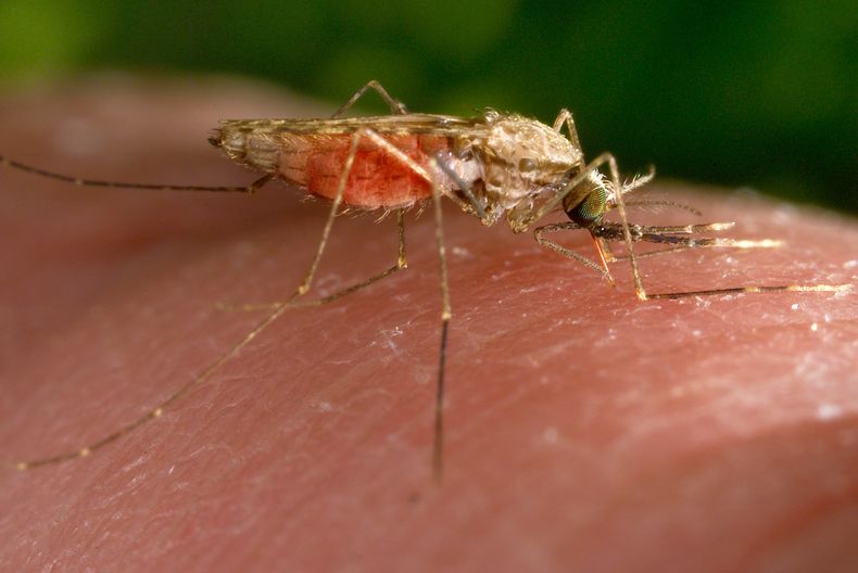 Archivo - Fotografía de 2014 facilitada por los Centros para el Control y la Prevención de Enfermedades de EE.UU. que muestra una hembra del mosquito Anopheles gambiae mientras se alimenta. Este insecto es un conocido transmisor del parásito causante de la malaria. (James Gathany/CDC vía AP, Archivo)