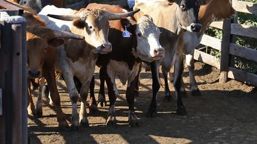 Más de 14.000 reses han muerto por desnutrición en Sancti Spíritus desde finales de 2014