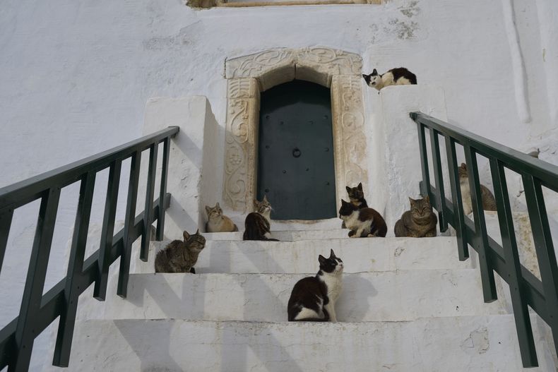 Varios gatos frente a la entrada del monasterio de Panagia Hozoviotissa, en la isla de Amorgos, Grecia, el sábado 29 de marzo de 2025. (AP Foto/Petros Giannakouris)