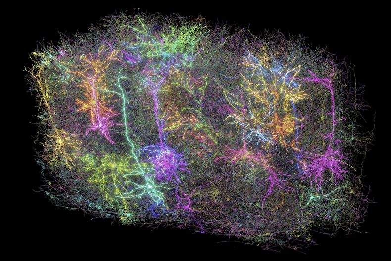 Esta imagen proporcionada por el Instituto Allen el 8 de abril de 2025 muestra una representación digital de las neuronas en una sección del cerebro de un ratón, parte de un proyecto para crear el mapa más grande hasta la fecha del cableado y la función del cerebro, en Seattle, Washington. (Forrest Collman/Instituto Allen vía AP)