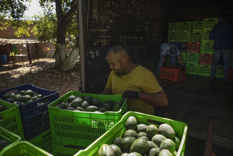 AMN-GEN MÉXICO-EEUU-AGUACATES