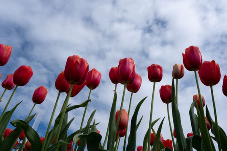 ARCHIVO - Tulipanes en la granja Wooden Shoe en Woodburn, Oregon, el 11 de abril de 2026. (AP Foto/Jenny Kane, Archivo)
