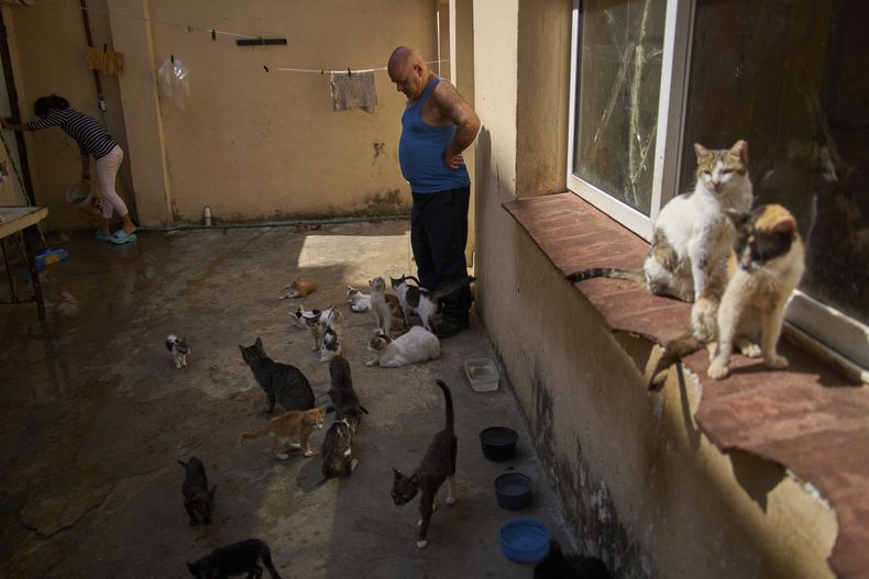 Gatos callejeros de la colonia felina protegida Proyecto Aldameros son atendidos por voluntarios en un parque de la zona histórica de La Habana, el martes 5 de agosto de 2025. (AP Foto/Ramón Espinosa)
