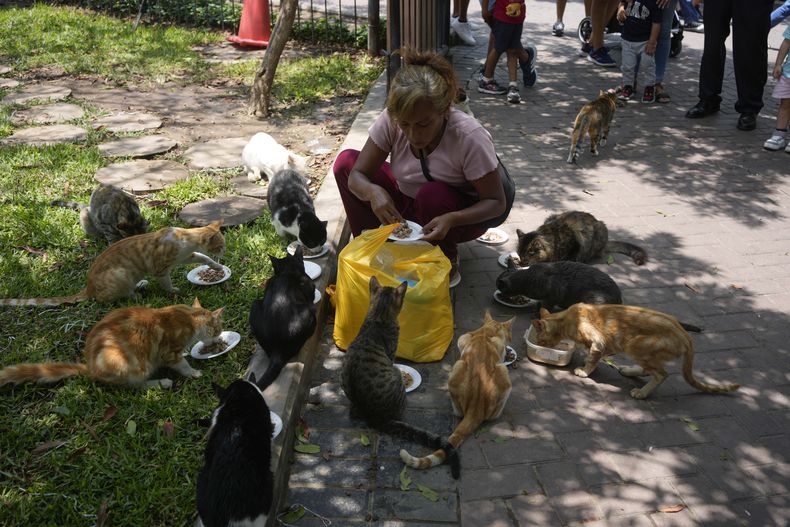 Rosa Delgado alimenta gatos callejeros en el parque Kennedy en el distrito de Miraflores en Lima, Perú, el viernes 21 de febrero de 2025. (AP Foto/Martín Mejía)