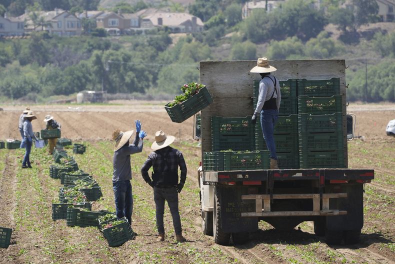 ARCHIVO - Trabajadores agrícolas recolectan verduras, el 12 de junio de 2025, en Moorpark, California. (AP Foto/Damian Dovarganes)