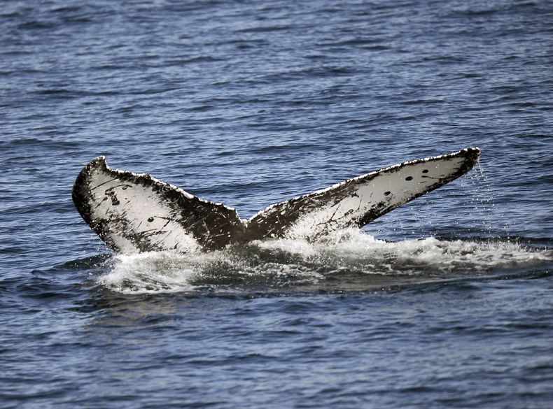 AMN-CIE_BALLENAS-POR_QUE_SON_TAN_GRANDES-0.jpg