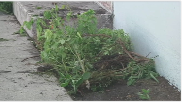 vecinos se enfrentan por un huerto  en hialeah