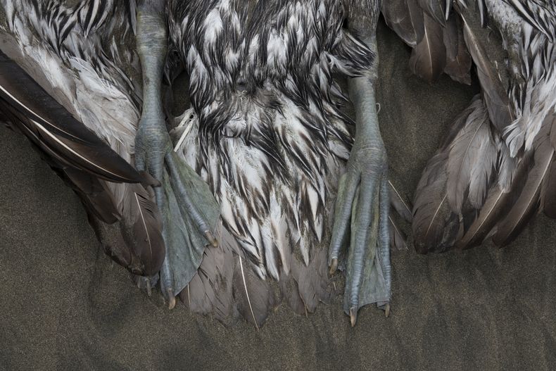 AMS-GEN PERÚ-ENFERMEDAD AVES