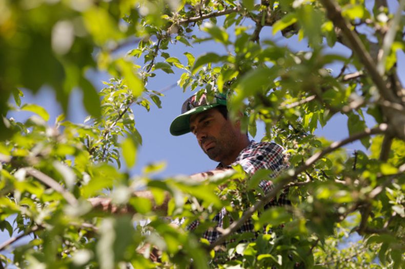 Greg Burtt, propietario de Burtts Apple Orchard, ata turbos alrededor de un manzano para estabilizarlo, el 3 de junio de 2026, en Cabot, Vermont. (AP Foto/Amanda Swinhart)