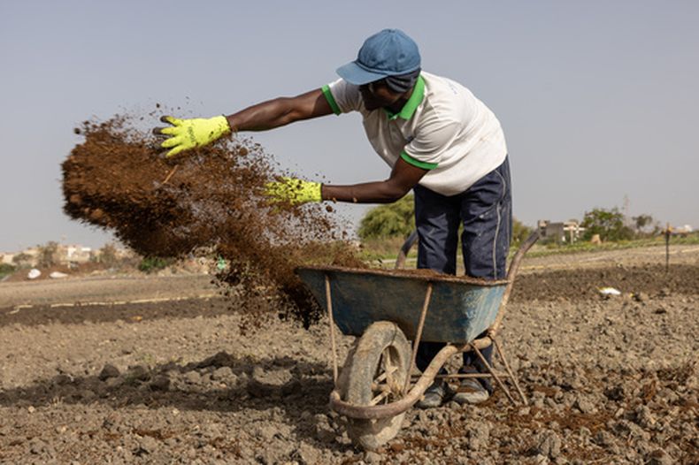 Farah Jammeh arroja compost orgánico sobre los campos en la cooperativa de Rufisque, Senegal, el martes 12 de mayo de 2026. (AP Foto/Caitlin Kelly)