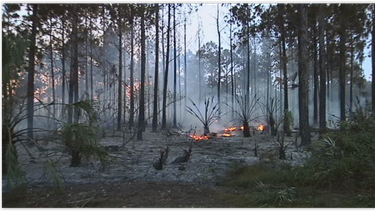 incendios de maleza del fin de semana pudieron haber sido intencionalmente
