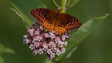 ARCHIVO - Una mariposa de la pasión se posa sobre una flor en el Patuxent Wildlife Research Center en Laurel, Maryland, el 5 de junio de 2019. (AP Foto/Carolyn Kaster, archivo)