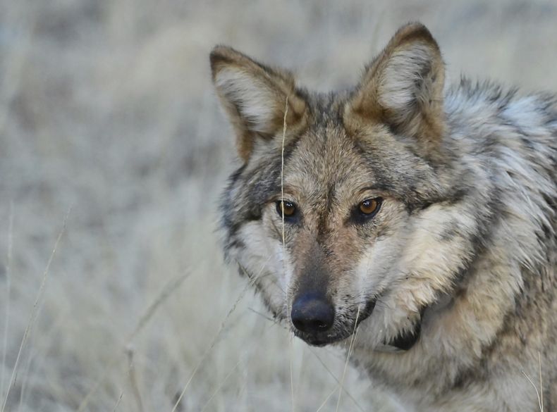 ARCHIVO - Esta fotografía del 24 de enero de 2025 proporcionada por el Departamento de Pesca y Caza de Arizona muestra un lobo gris mexicano en la naturaleza. (Departamento de Pesca y Caza de Arizona vía AP /Archivo)