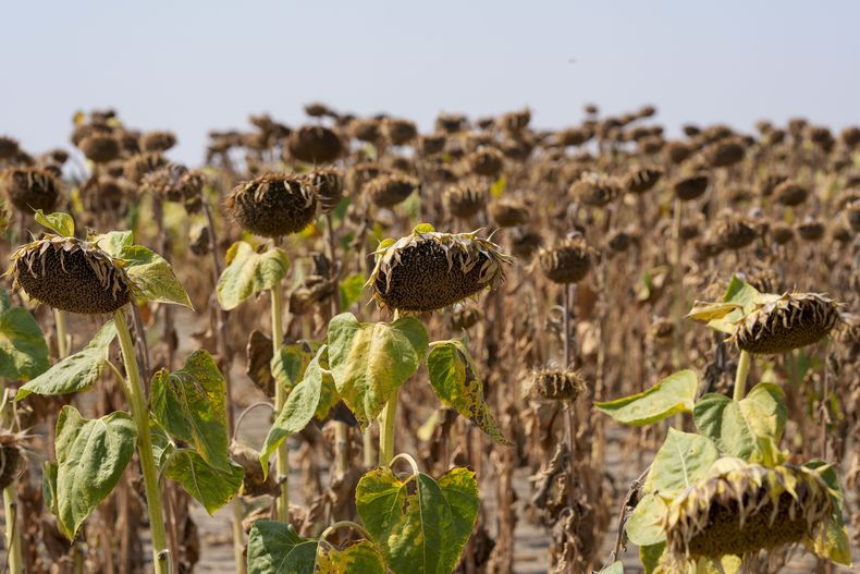 En esta imagen de archivo, un campo de girasoles, seco debido a la sequía, cerca de la localidad de Becej, Serbia, el 4 de septiembre de 2024. (AP Foto/Darko Vojinovic, archivo)