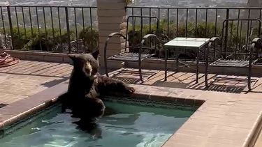 En esta imagen tomada de un video proporcionado por la policía de Burbank, un oso se sienta en un jacuzzi en la ciudad de Burbank, California, el viernes 28 de julio de 2023. La policía de Burbank dijo que los agentes respondían a un avistamiento de un oso en una zona, donde lo encontraron disfrutando de un chapuzón en la vivienda en la zona de Paseo Redondo. Después, el oso trepó un muro y se dirigió a un árbol detrás de la casa, según la policía. (Policía de Burbank via AP)