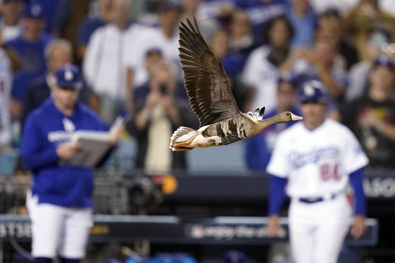 DEP-BEI PADRES-DODGERS