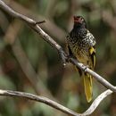 Aves canoras pierden su canto y no encuentran pareja