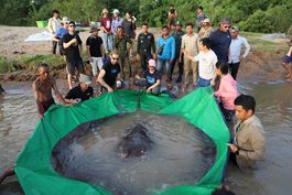 capturan en camboya pez de agua dulce mas grande del mundo