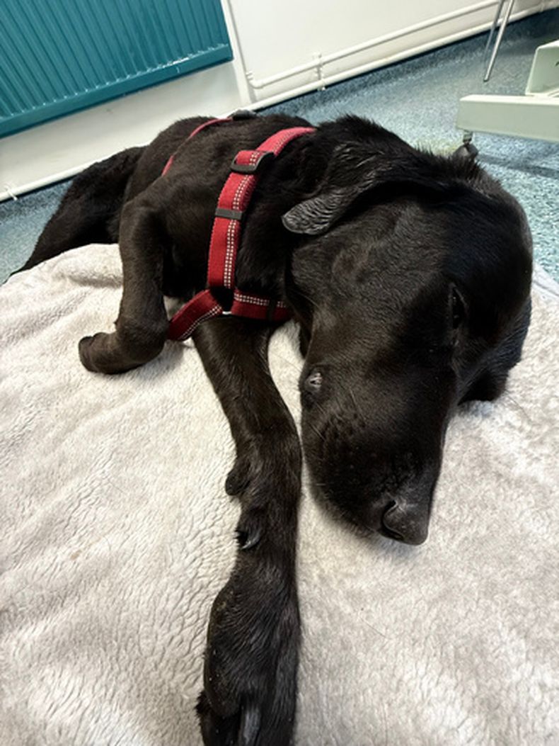 En esta fotografía difundida por Christina Bluhme se puede ver a Tokyo, un labrador retriever que se recupera en la clínica veterinaria Crown Vets, el domingo 5 de julio de 2026, en Fort William, Escocia. (Christina Bluhme vía AP)