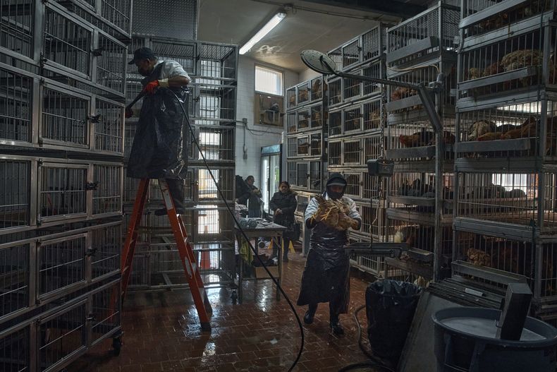 Empleados de la empresa La Granja Live Poultry Corporation limpian jaulas y llevan pollos a ser sacrificados mientras algunos clientes aguardan en fila dentro de una tienda de aves de corral, el viernes 7 de febrero de 2025, en Nueva York. (AP Foto/Andres Kudacki)