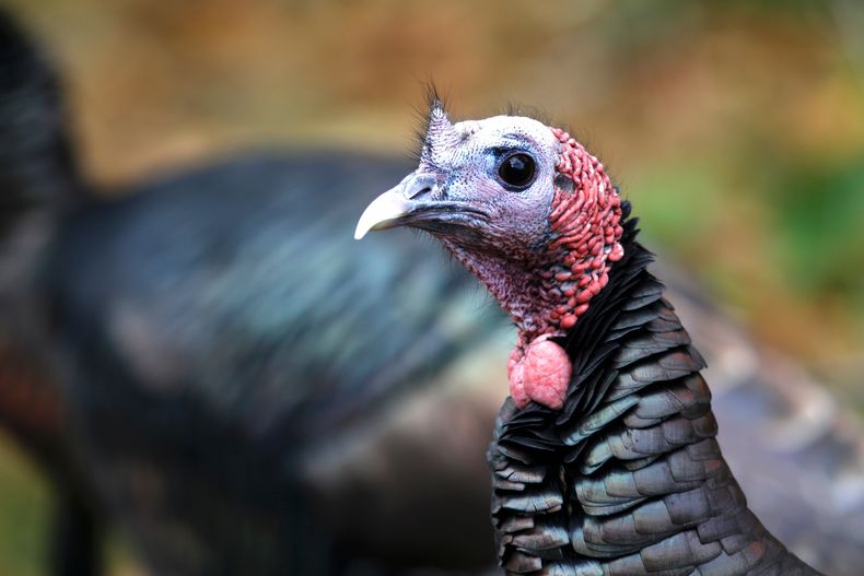 Un pavo salvaje se pasea por un vecindario de Portsmouth, Nueva Hampshire, el 14 de noviembre de 2025. (AP Foto/Caleb Jones)