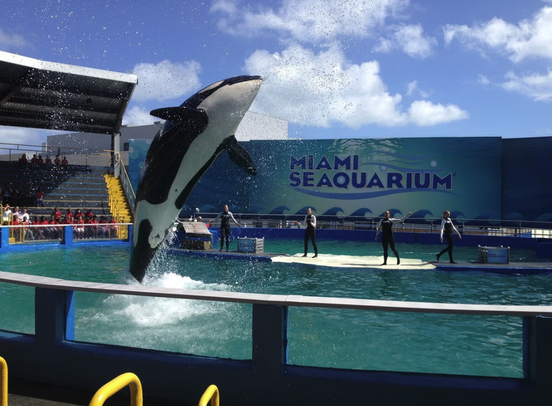 Miami Seaquarium.png