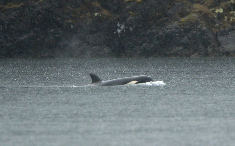 Una cría de orca huérfana, en una laguna cerca de Zeballos, Canadá, el 2 de abril de 2024. (Chad Hipolito/The Canadian Press via AP)
