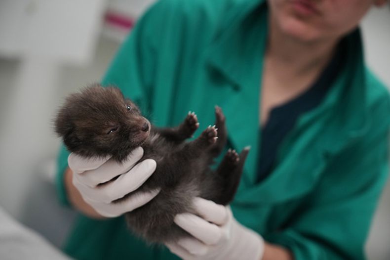 Una cuidadora atiende a un cachorro de zorro en el Hospital Veterinario de Vida Silvestre en Maisons-Alfort, a las afueras de París, el 17 de abril de 2026. (AP Foto/Christophe Ena)