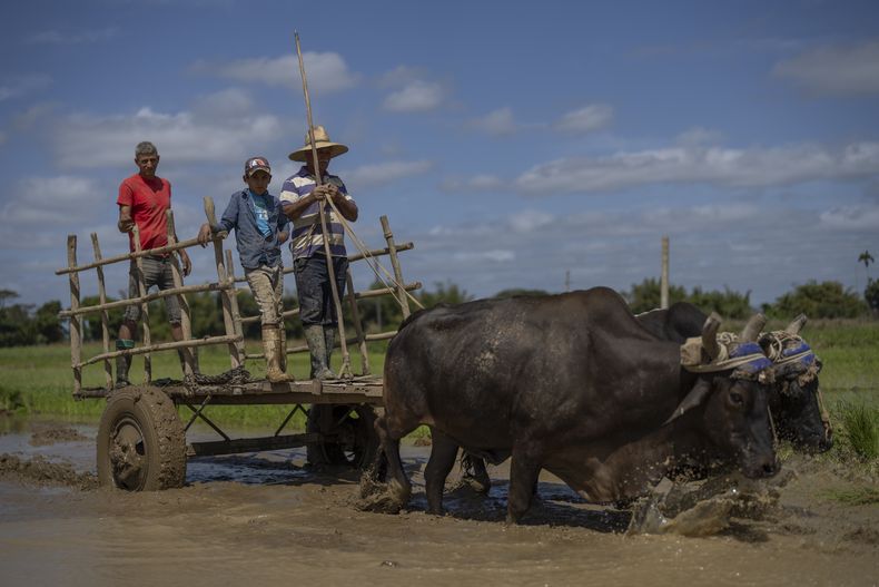 Los agricultores se alejan en su carreta tirada por bueyes después de plantar arroz en su campo en Los Palacios, Cuba, el viernes 21 de marzo de 2025. (AP Foto/Ramón Espinosa)