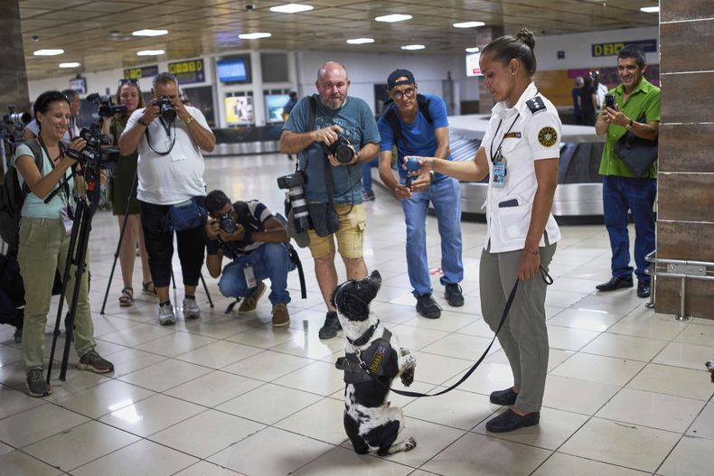 Una agente de aduanas le muestra a la prensa cómo trabaja con un perro antes de que registre a pasajeros en busca de drogas, el miércoles 2 de julio de 2025, en el Aeropuerto Internacional José Martí, en La Habana. (AP Foto/Ramón Espinosa)