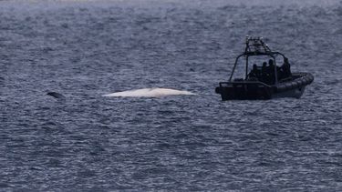El cadáver de una ballena de Bryde flotando en las aguas de Hong Kong, el lunes 31 de julio de 2023. (AP Photo/Louise Delmotte)