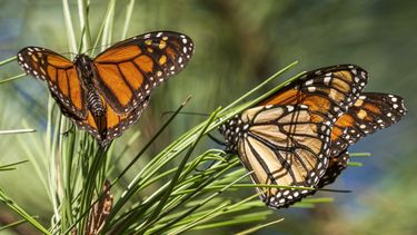 Clasifican a mariposa monarca como especie amenazada