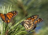 se recupera poblacion de mariposas monarca en california