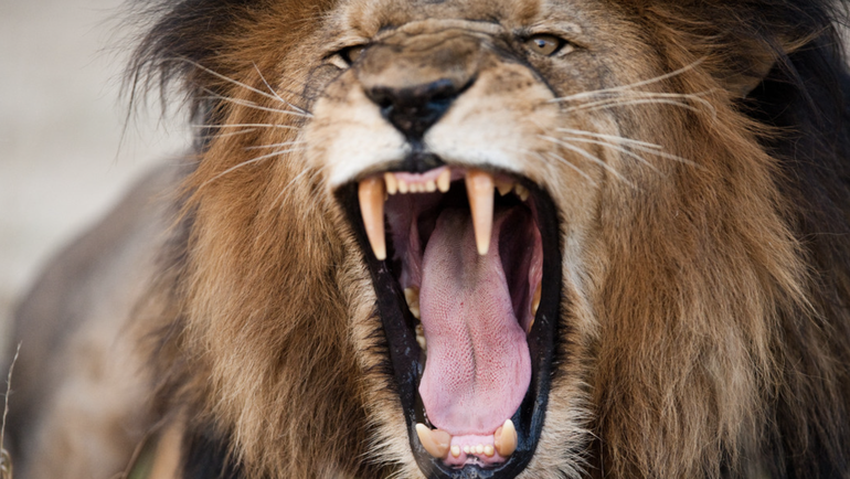 VIDEO: Un ciudador de un zoológico provoca a un león para impresionar a los visitantes y pierde un dedo