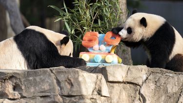 Pandas devoran pastel en aniversario de programa de cría