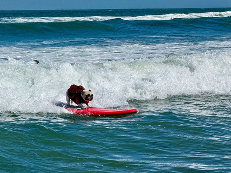 Un perro monta una ola durante el Campeonato Mundial de Surf Canino, el sábado 1 de agosto de 2026, en Pacifica, California. (AP Foto/Haven Daley)