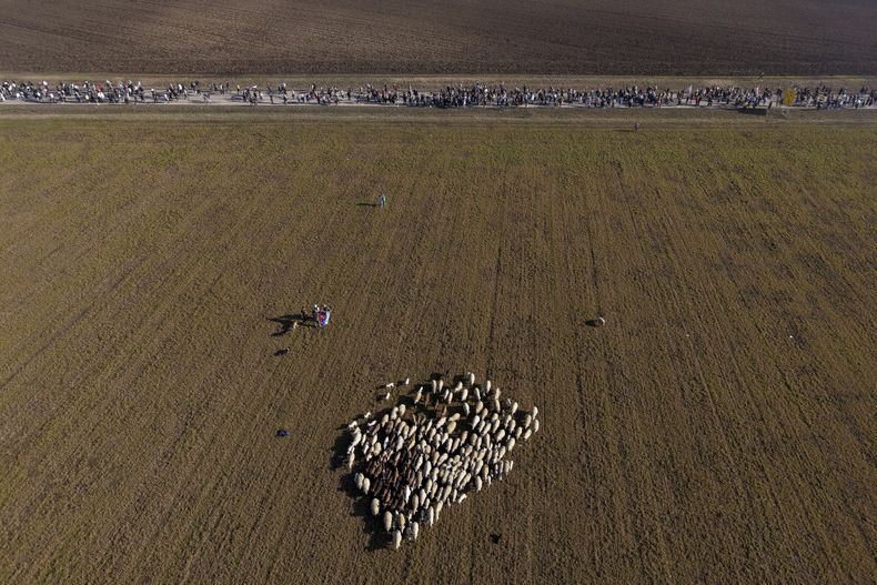 Un rebaño de ovejas se reagrupa mientras estudiantes marchan a través de los campos en el norte de Serbia para protestar por la caída de una cornisa que concretó que mató a 15 personas hace más de dos meses, en Indjija, Serbia, el 31 de enero de 2025. (AP Foto/Armin Durgut)