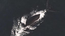 Esta foto proporcionada por la Administración Nacional Oceánica y Atmosférica de EEUU (NOAA) muestra una ballena enredada en dos líneas de pesca, el 9 de diciembre de 2024. (NOAA Fisheries vía AP, Archivo)