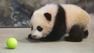 americateve | La cachora panda Bao Bao, que tiene cuatro meses y medio, observa con curiosidad una pelota de pl&aacute;stico como parte de los juegos de su entrenamiento en su habitat del Zool&oacute;gico Nacional del Smithsonian de Washington, el martes 7 de enero del