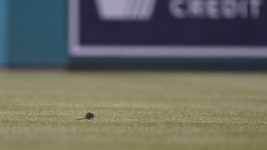 Mets vencen a Nacionales; rata aparece en Washington